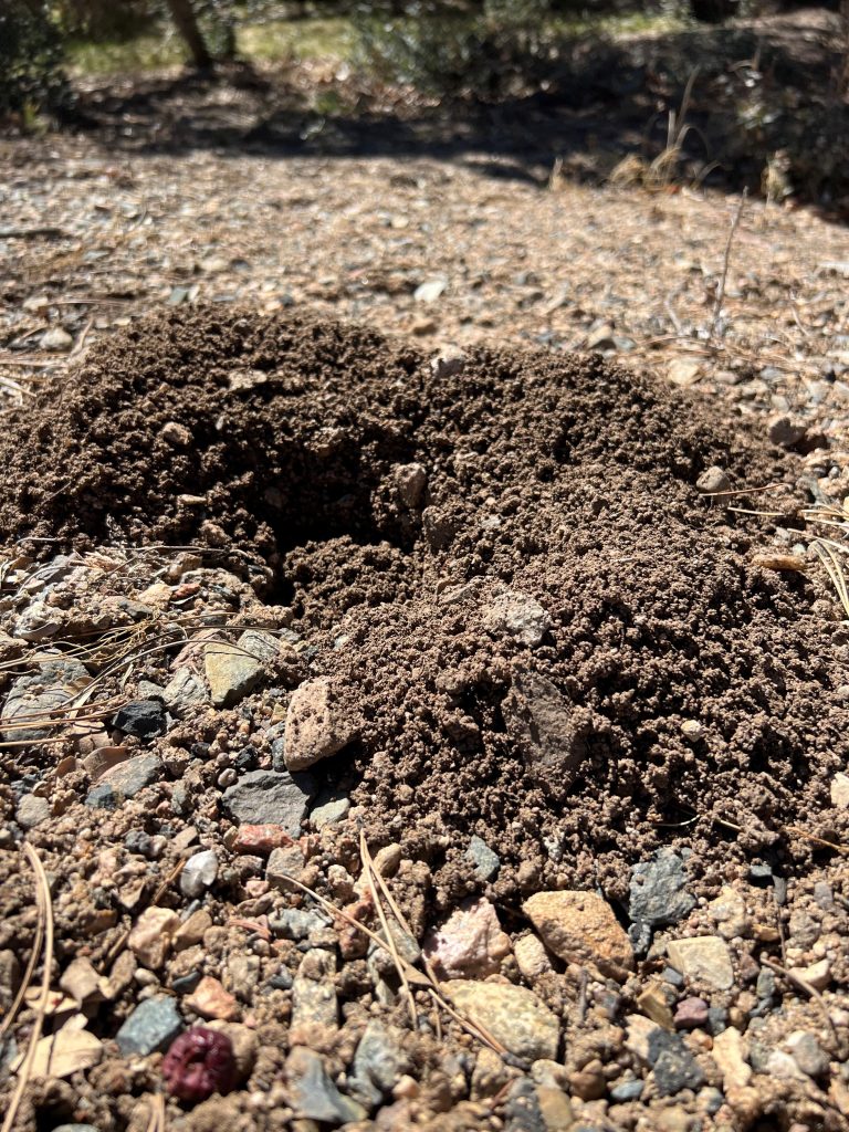 gopher hole and mound in yard